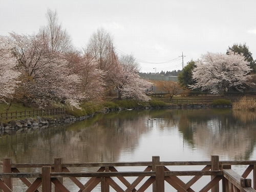 20140406修景池.jpg