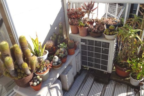 ベランダ多肉１.jpg