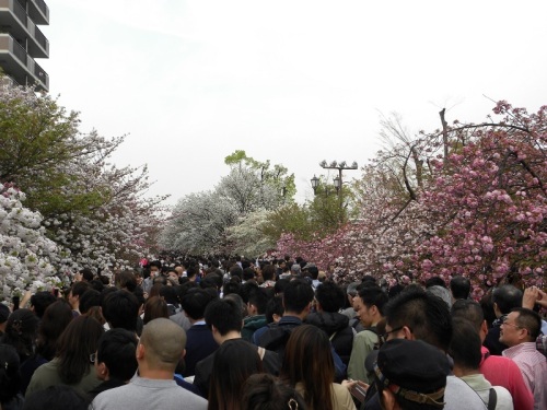 造幣局桜の通り抜け 1 20160410.JPG