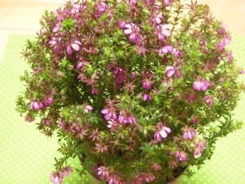 DSCN6306 (300x225).jpg