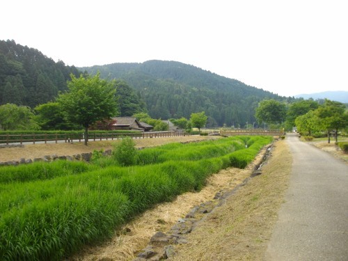 一乗谷城一乗谷川 (500x375).jpg