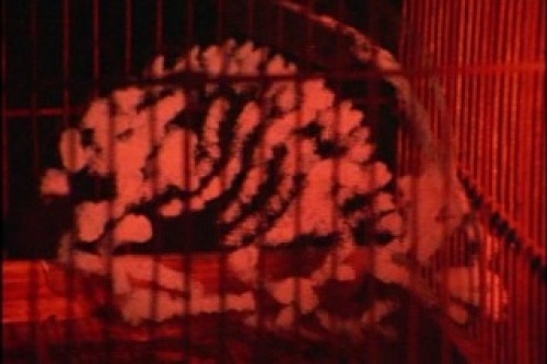 PDVD_002.jpg