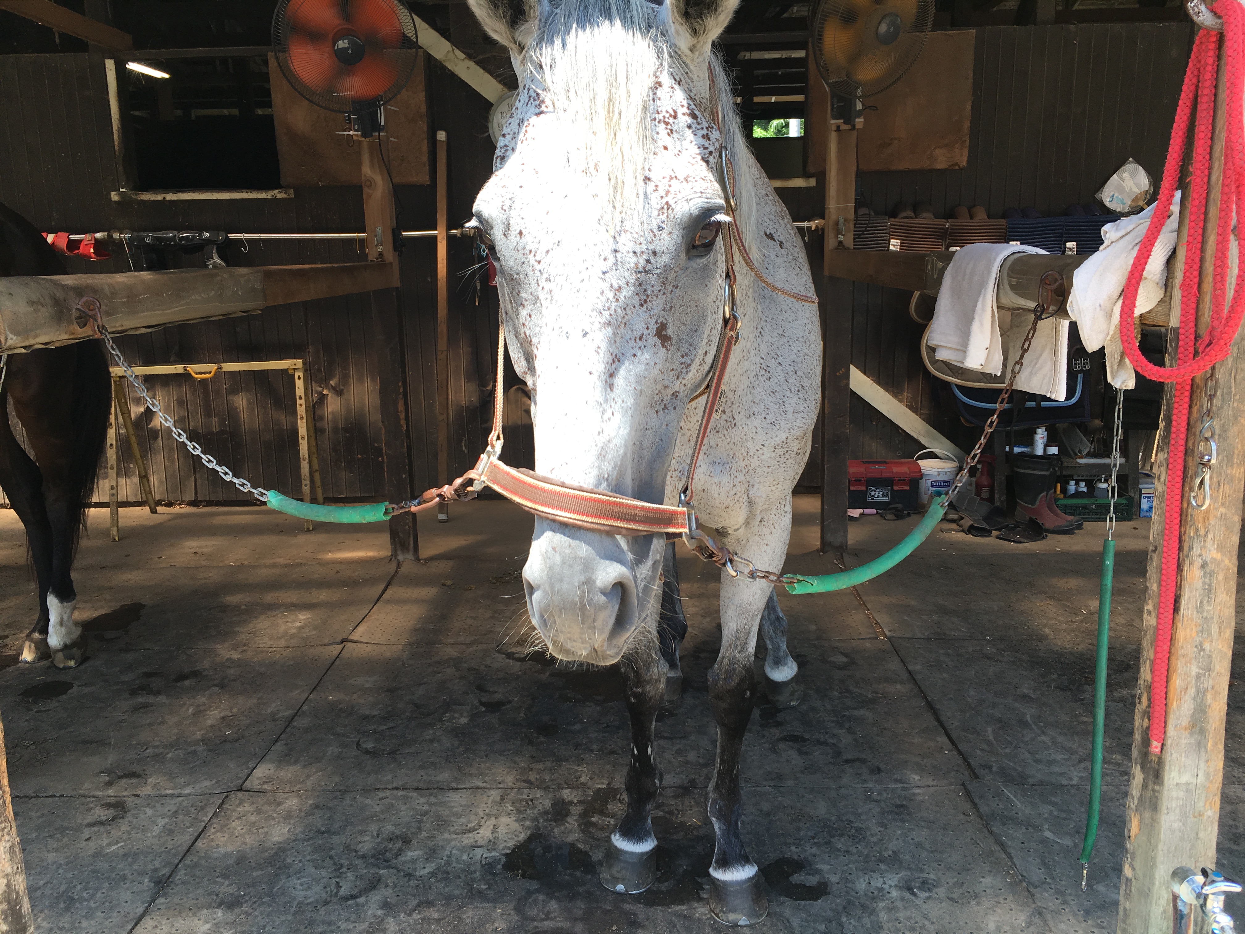 3ページ目の 乗馬 ハンナママのブログ 楽天ブログ