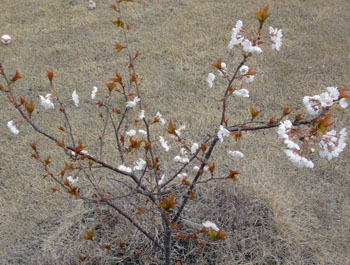 暖地桜桃1204下.jpg