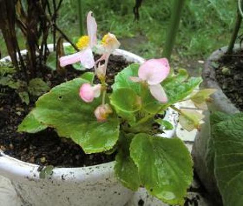 C:\fakepath\begonia131022-1.jpg