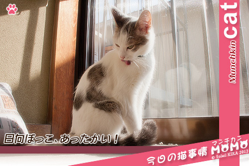 猫 ネコ マンチカン 日向ぼっこ munchkin_momo121218.jpg