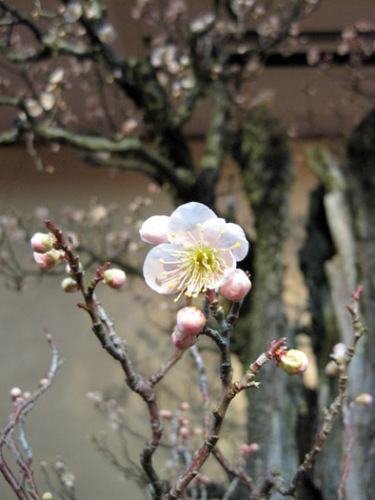 梅の花.JPG