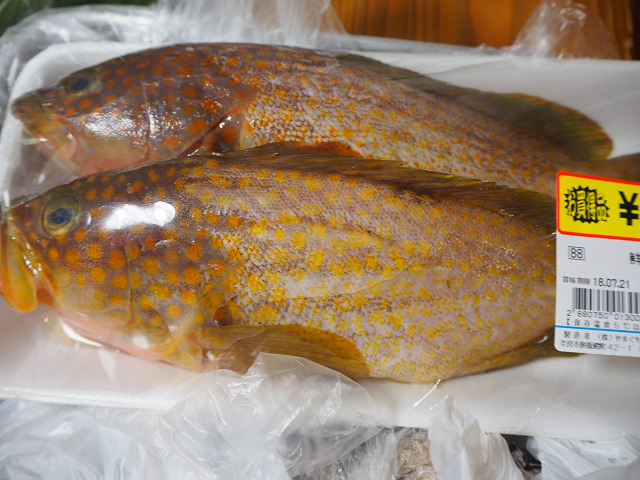 夜はこいつを頂きます 幻の魚アコウ R Bear 非時香菓 ときじくのかぐのこのみ 楽天ブログ