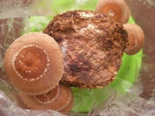 DSCN7362 (300x225).jpg