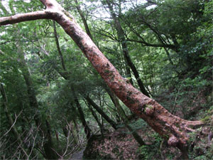 屋久島55.jpg