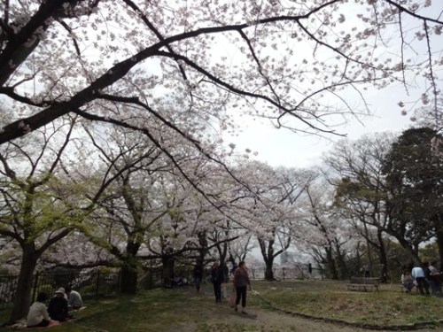 4.2016年 桜 福岡城.JPG