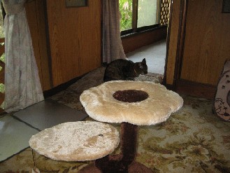 クロ・みかん　2012.09.21 003.jpgブログ.jpg