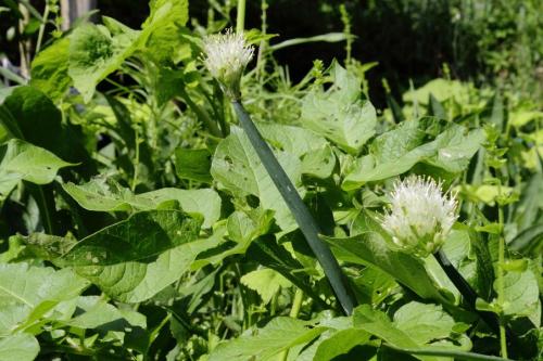 20160514 タマネギ 5.jpg