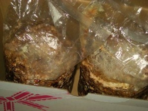 DSCN5906 (300x225).jpg