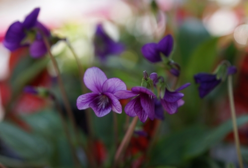 すみれ紫 (1280x867).jpg