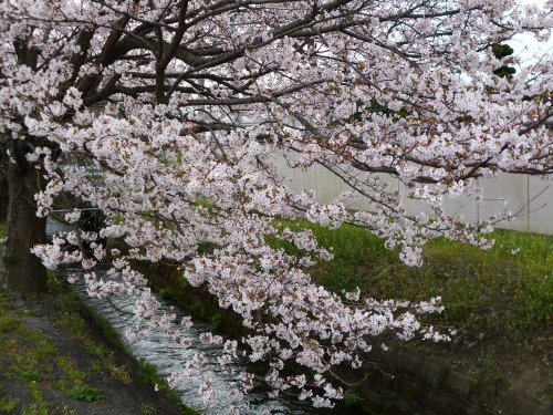 桜（昭和町）.jpg