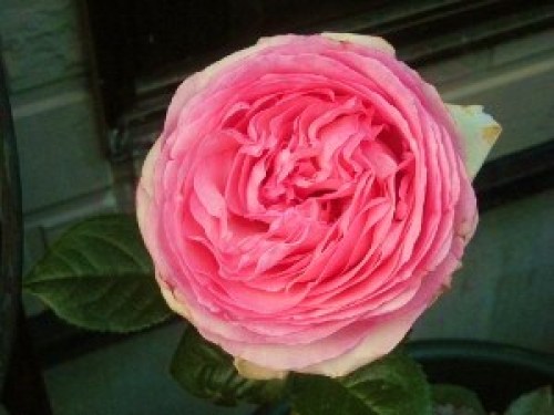 DSCN7598 (300x225).jpg