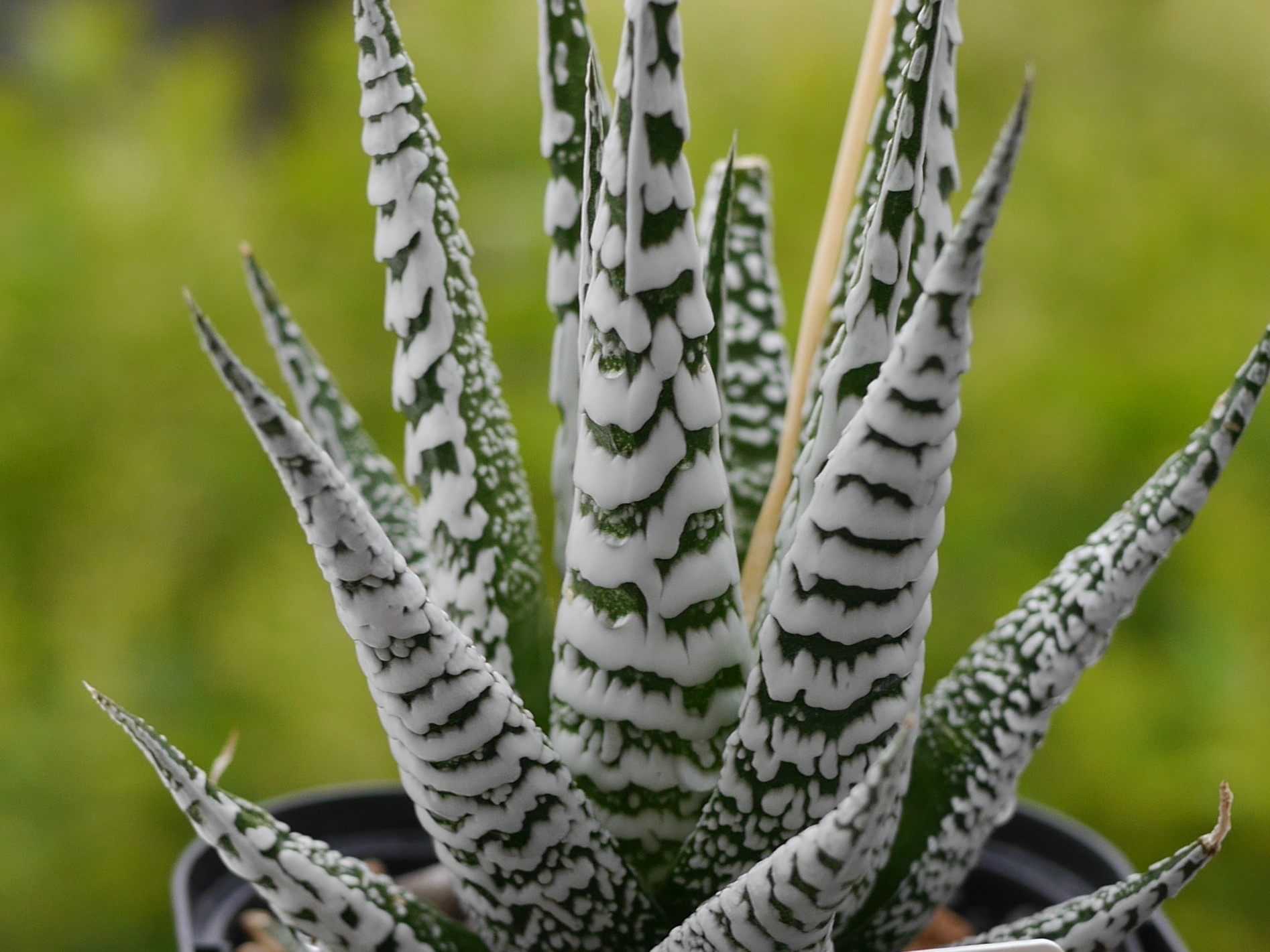 多肉植物：ハオルチア ハオルチア スーパーゼブラ haworthia super 