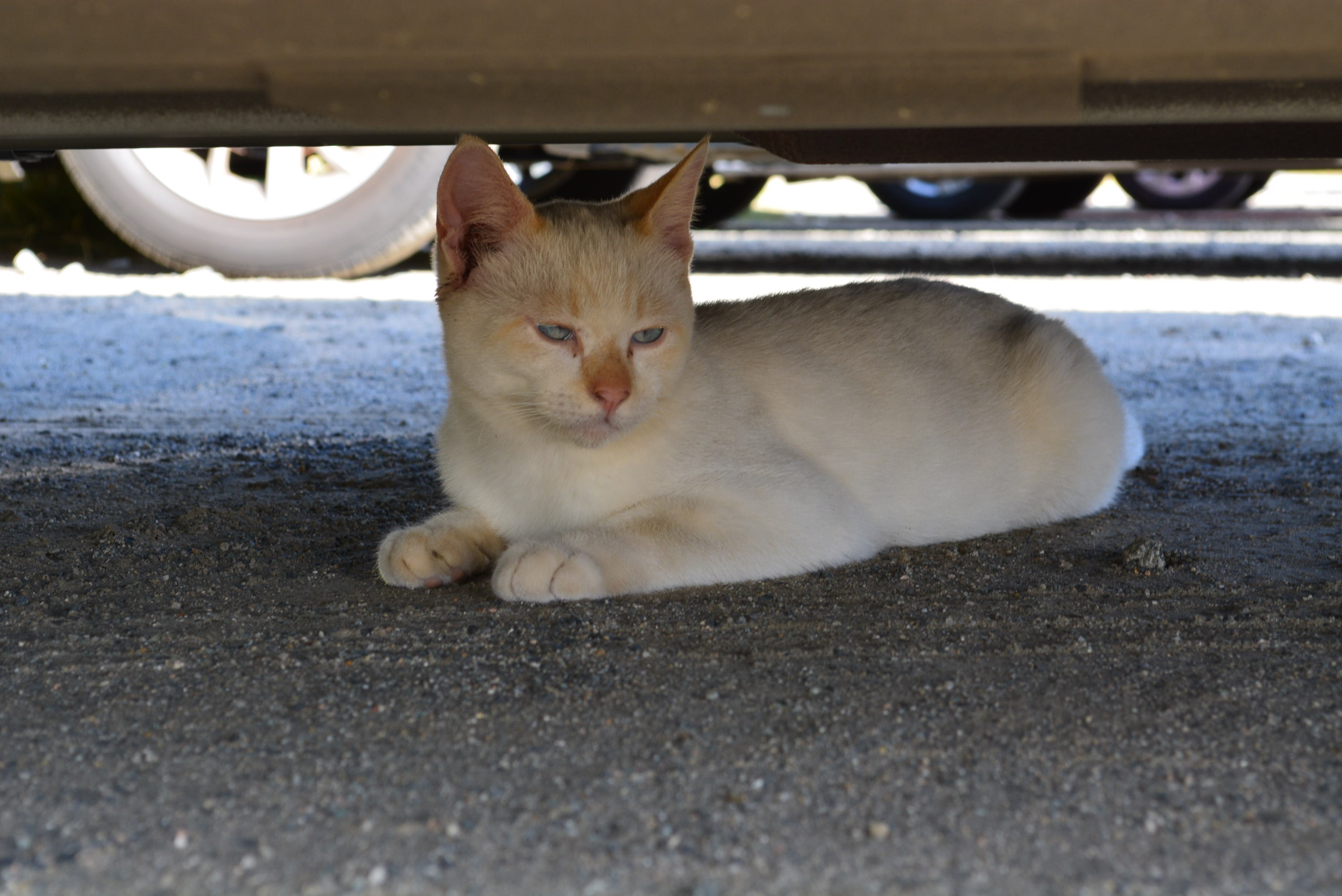 １０月７日の駐車場の猫 キジ白 ボス ハナ 白 サビ アメンボの日記 楽天ブログ