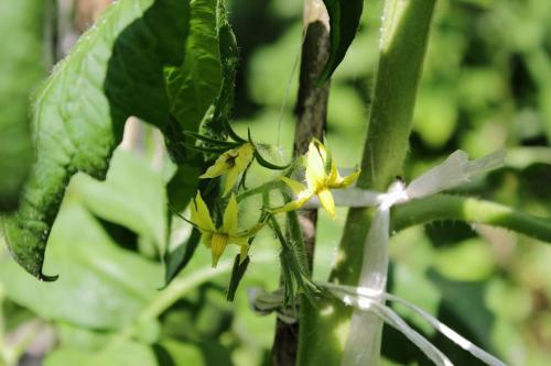 20160618 トマト 4.jpg