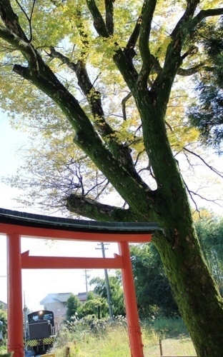 IMG_3487 1116(V.2012_11_16__11_32_33).jpg