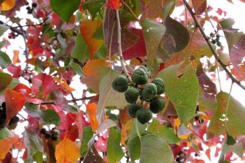 20151107 紅葉5.jpg