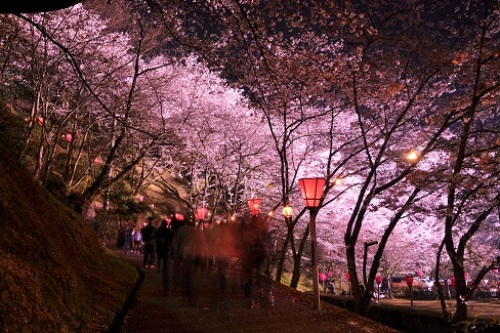２０１５夜桜２.jpg