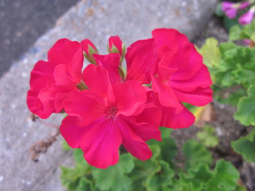 IMG_3273.JPG