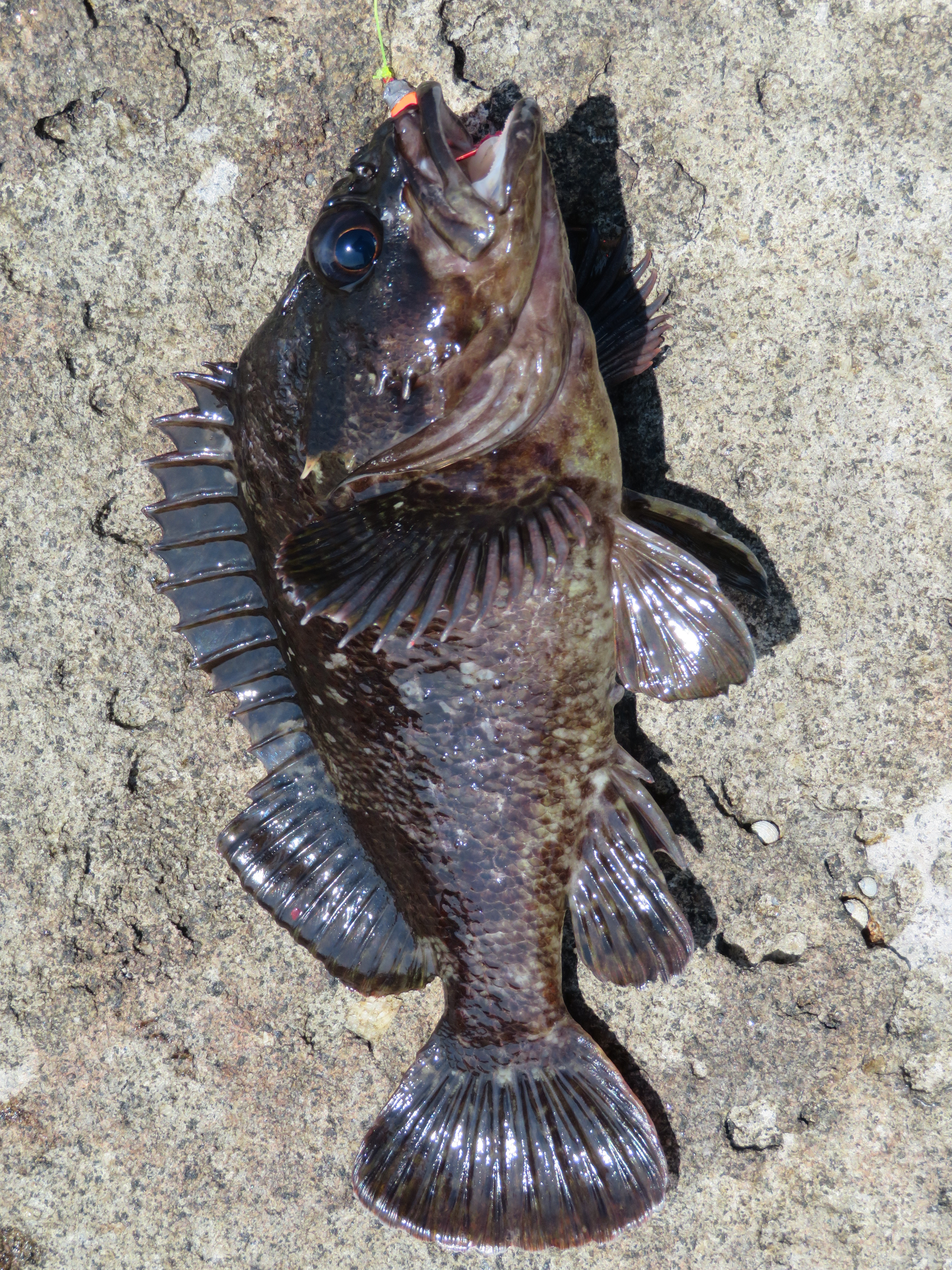 2ページ目の 伊豆で釣り のんびり趣味多彩なアウトドアライフを楽しむ 楽天ブログ