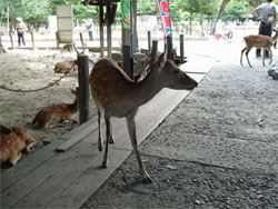 東大寺2.jpg
