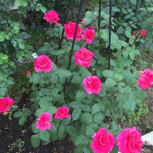 2016-05-06 14.40.52.jpg