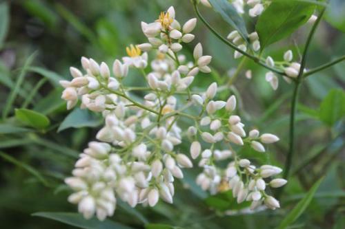 20150606 ナンテン3.jpg