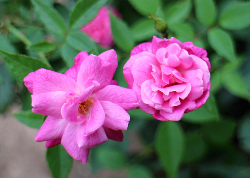 オールドブラッシュ バラと可愛い花たち 楽天ブログ