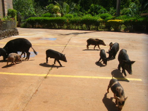 グアム旅行 タロフォフォの滝 (34).JPG
