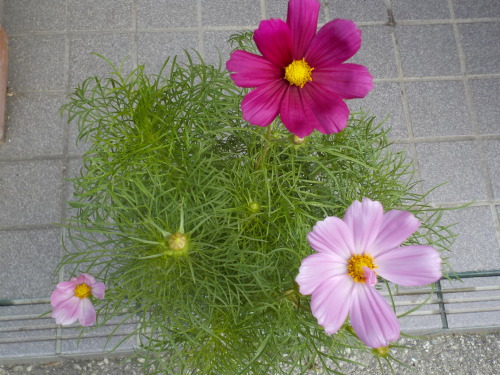 DSCN0200.JPG