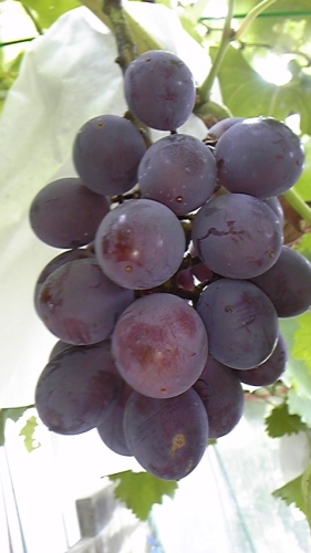 ８月１７日 001.JPG