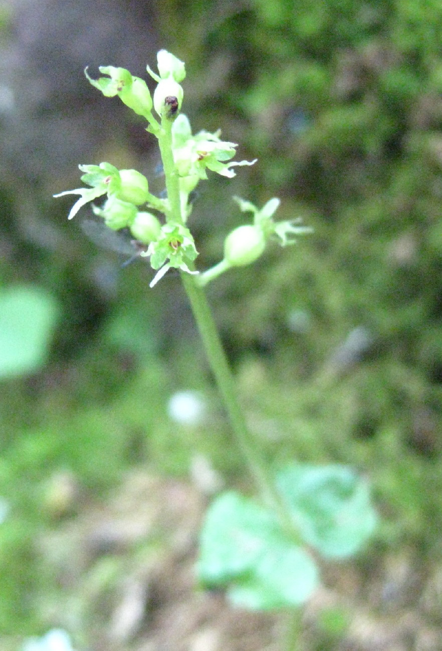 花旅アーカイブス （2010年7月19日の日光白根山） | 栃木の花旅 - 楽天ブログ