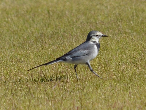 鳥2.jpg