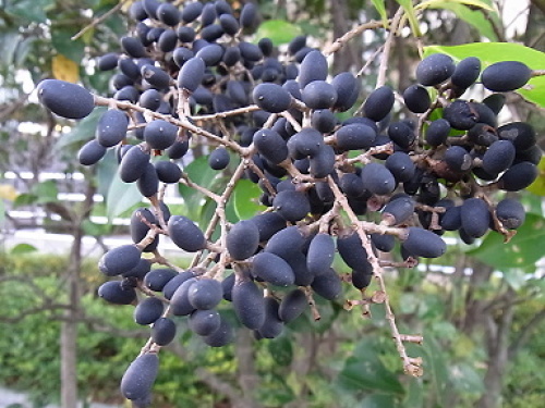 nezumi13 ,季節の花300.jpg