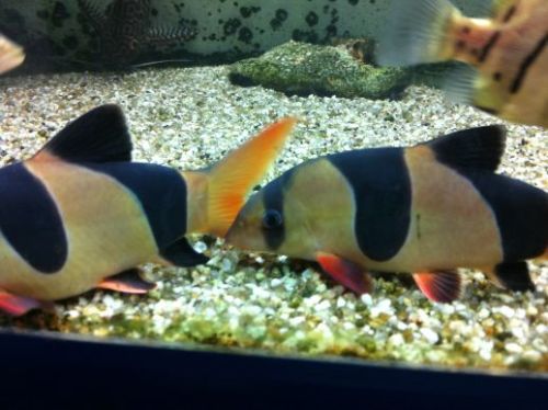 クラウンローチ 私と魚と水と 楽天ブログ クラウンローチ 私と魚と水と 楽天ブログ
