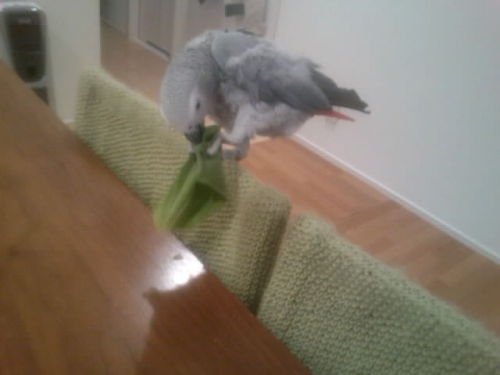 4 お掃除。。。.JPG