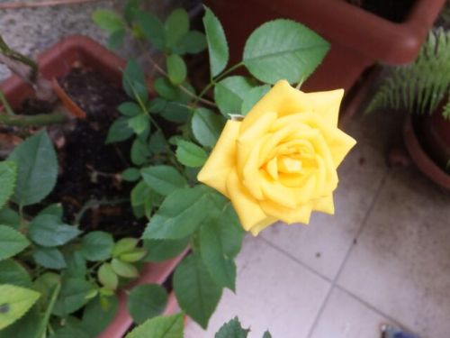 4 luglio rose gialle.jpg