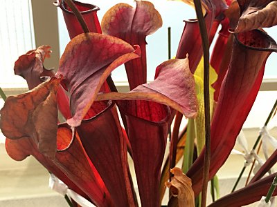 サラセニア ポペイレッド Sarracenia Xpopei F Red 僕の食虫植物日記 楽天ブログ