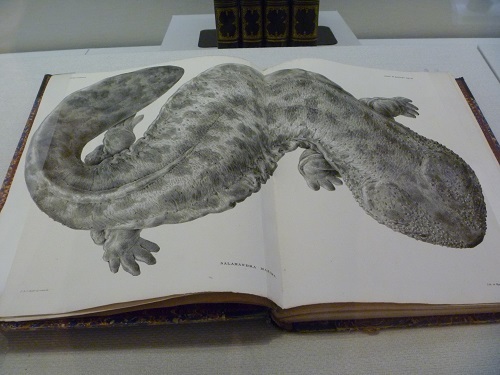 ファウナ・ヤポニカ