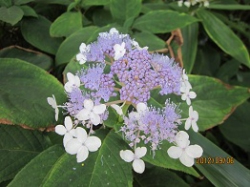 IMG_3091紫陽花.jpg