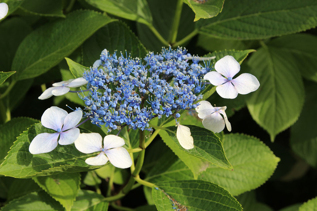 Hydrangea06.JPG