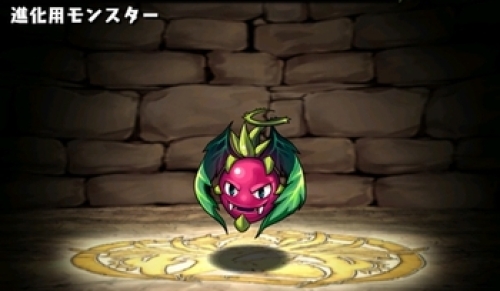 ドラゴンフルーツ.jpg