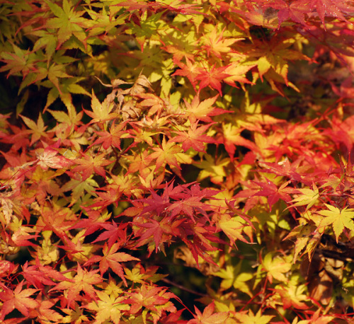 12-10-31-momiji-2.jpg