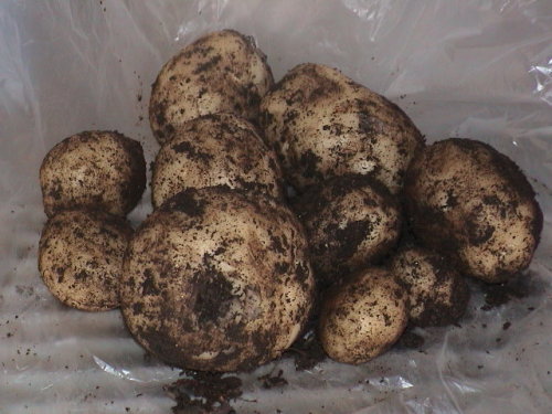 新じゃが (1).JPG