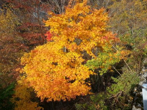 大台黄色もみじ.jpg